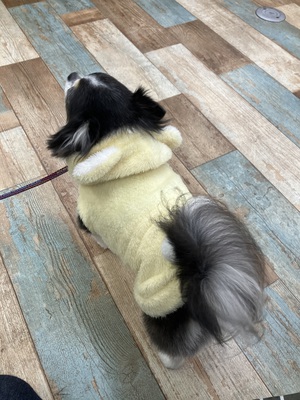 本日のわんこ♡
