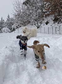 とめべったり、雪上犬祭り 2025/02/06 21:00:00