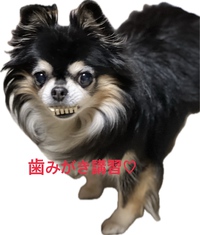 「歯みがき講習」予約受付中 2025/01/24 12:00:00