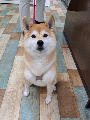 本日のわんこ♡