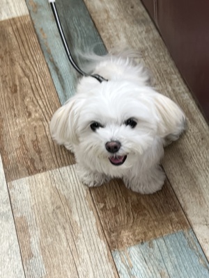 本日のわんこ♡