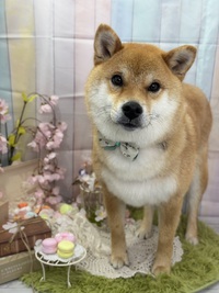 トリミング室のわんこ‪‪❤︎‬ 2025/04/02 09:00:00