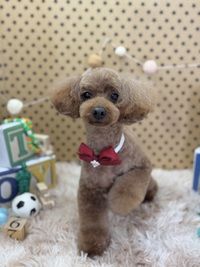トリミング室のわんこ‪‪❤︎‬ 2025/03/13 09:00:00