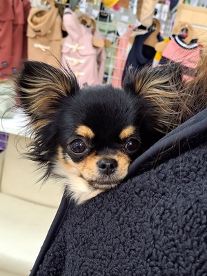 本日のわんこ♡