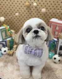 トリミング室のわんこ‪‪❤︎‬ 2025/03/06 09:00:00