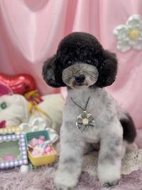 トリミング室のわんこ‪‪❤︎‬ 2025/02/27 09:00:00