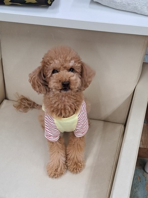 本日のわんこ♡