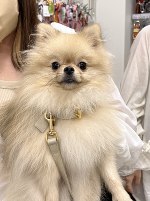 本日のわんこ♡