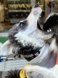 とめべったり、大型犬に噛みつかれた話 2025/02/01 21:00:42