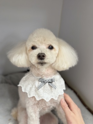 トリミング室のわんこ‪‪❤︎‬