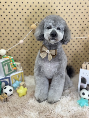 トリミング室のわんこ‪‪❤︎‬