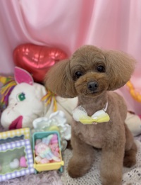 トリミング室のわんこ‪‪❤︎‬ 2025/02/11 09:00:00