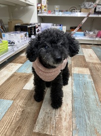 本日のわんこ♡ 2025/02/01 18:33:07