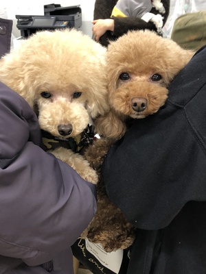 本日のわんこ♡
