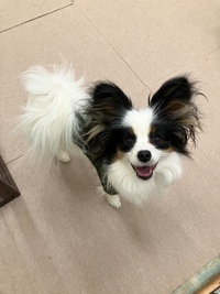 本日のわんこ♡ 2025/03/19 18:44:03