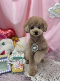 トリミング室のわんこ‪‪❤︎‬ 2025/02/23 09:00:00