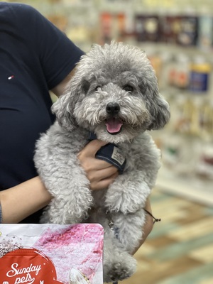 本日のわんこ♡