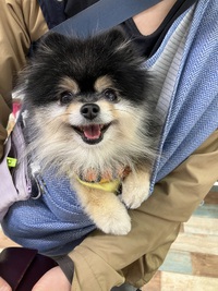 本日のわんこ♡ 2025/03/26 19:29:21