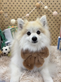 トリミング室のわんこ‪‪❤︎‬ 2025/03/23 09:00:00