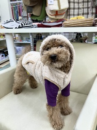 本日のわんこ♡ 2025/01/22 19:56:37