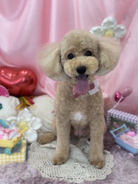 トリミング室のわんこ‪‪❤︎‬ 2025/02/10 09:00:00
