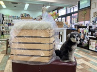 とめべったり、明日から 2025/03/19 21:00:00