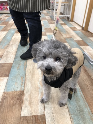 本日のわんこ♡