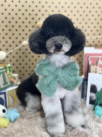 トリミング室のわんこ‪‪❤︎‬ 2025/03/25 09:00:00
