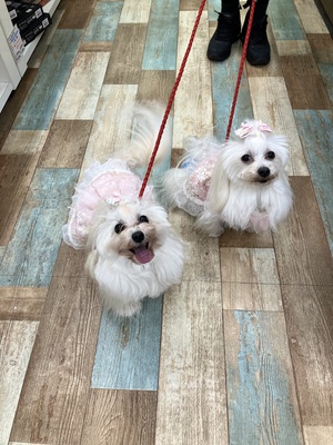 本日のわんこ♡