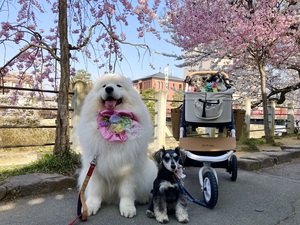 とめべったり、春の高山祭と桜
