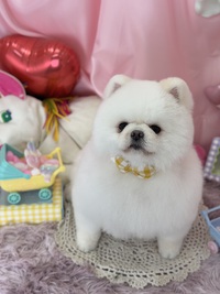 トリミング室のわんこ‪‪❤︎‬ 2025/02/08 09:00:00