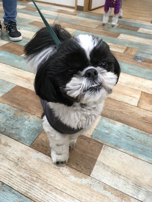 本日のわんこ♡