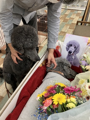 とめべったり、とめ、天国に行きました