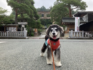 とめべったり、町を早朝散歩