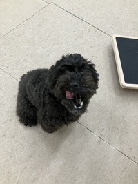 本日のわんこ♡ 2025/03/30 18:56:45