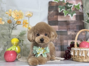 トリミング室のわんこ‪‪❤︎‬