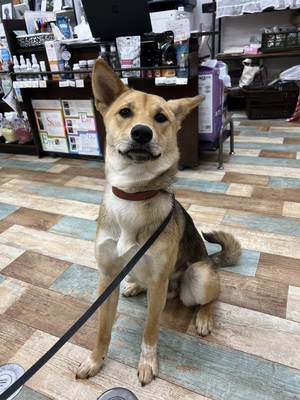 本日のわんこ♡