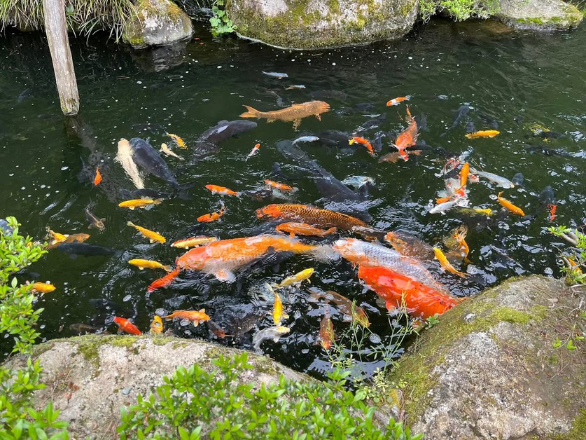 鯉の餌人気です