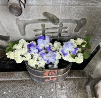 たらい花手水