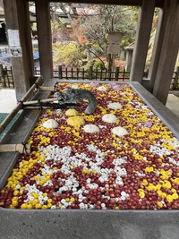 今日の花手水