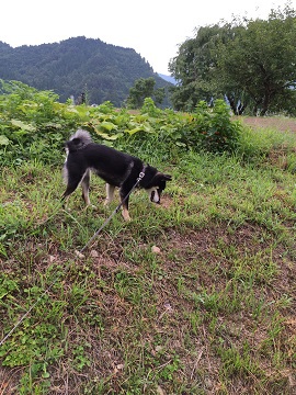 夏はほっそり
