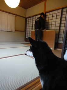 畳の表替え　ももは？