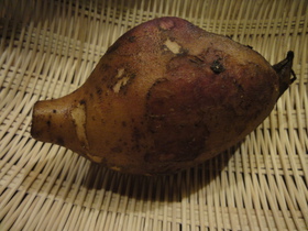 ヤーコン