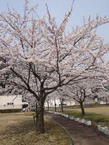 物産センター「林林」の桜。