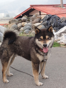 黒柴犬　くく