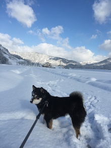 もも　最後の雪を楽しむ！！