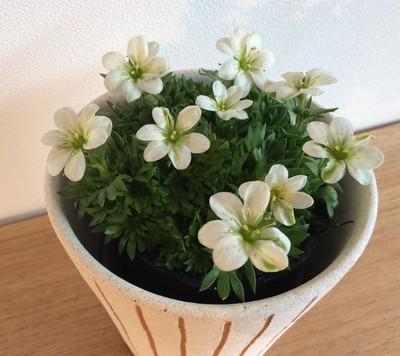 今日は寒いですが