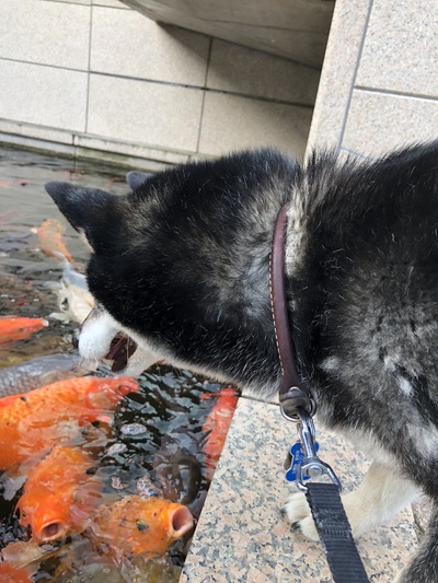 久しぶりのももです。