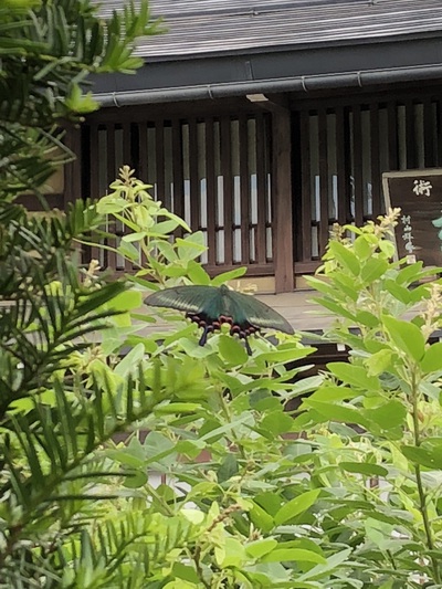 久しぶりのももです。