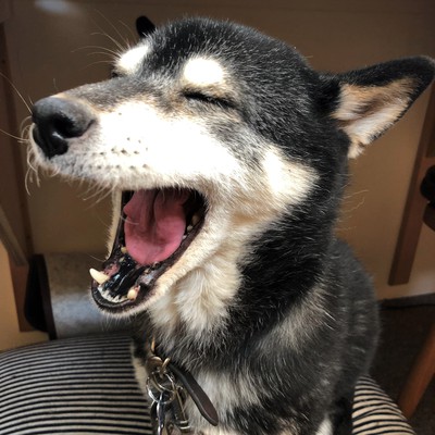 臨時休業のお知らせ。